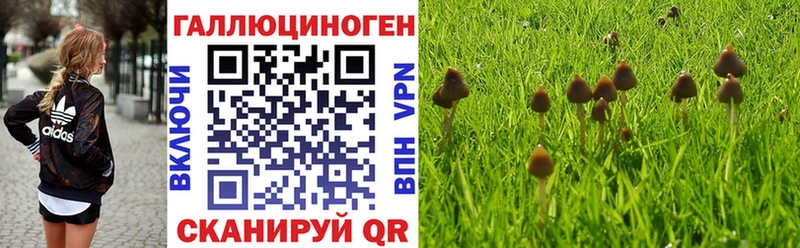 Галлюциногенные грибы Psilocybe  Шенкурск 